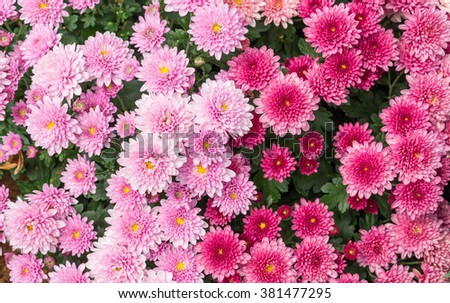 The Flowers, chrysanthemum flowers wallpaper background.
