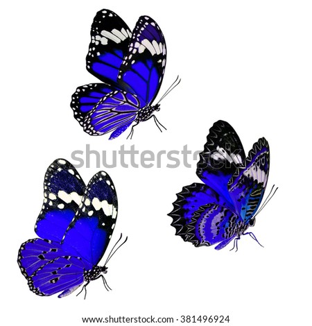 Set of beautiful blue butterflies, Plain Tiger, Common Tiger and Leopard Lacewing in fancy color isolated on white background
