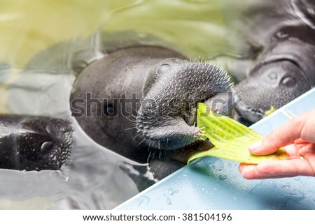 Three manatees being fed by hand in Iquitos, Peru