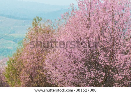 Pink Flowering Trees in thailand