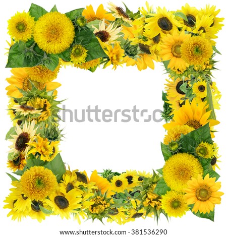 Square yellow  summer sunflowers floral photo frame. Isolated yellow abstract collage