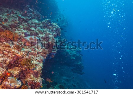 Coral reef with soft and hard corals and exotic fish on bottom of Indian ocean, Maldives.
