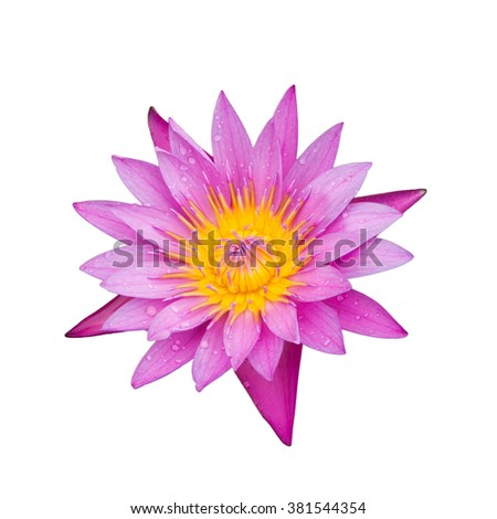 isolated of pink water lilly on white background.