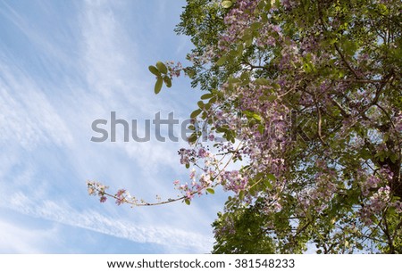 Spring blooming almond tree with flowers and foliage against blue sky