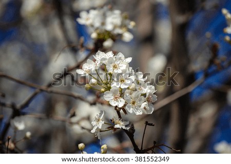Pretty white flowers in spring time with soft blurry background