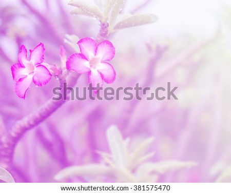 flowers in vintage color style texture for background