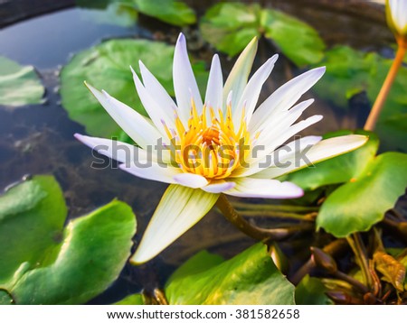 Lotus flower in park.