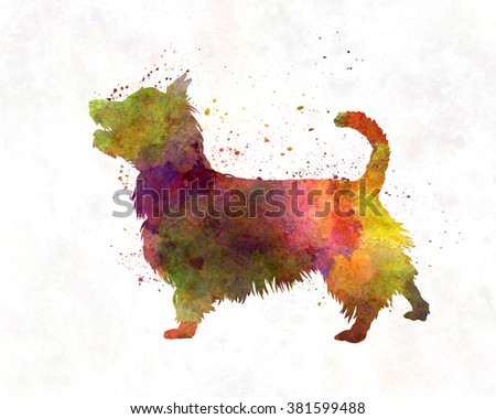 Australian Terrier in watercolor