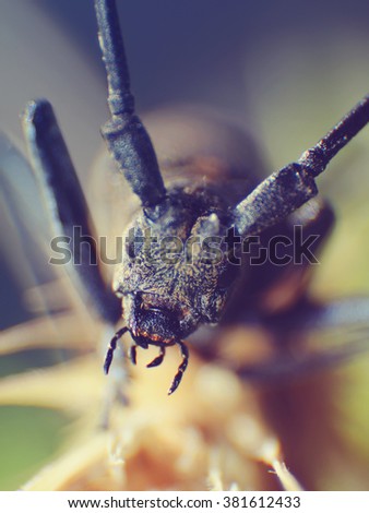  macro of a beetle. Shallow DOF Vintage colored picture