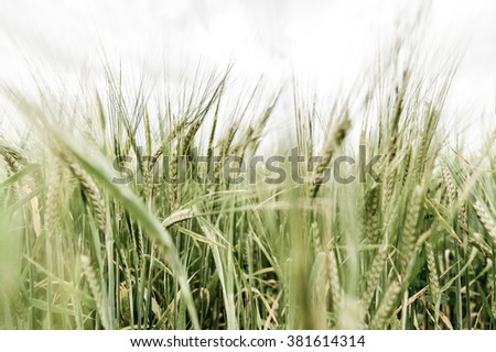 Grren rich wheat field