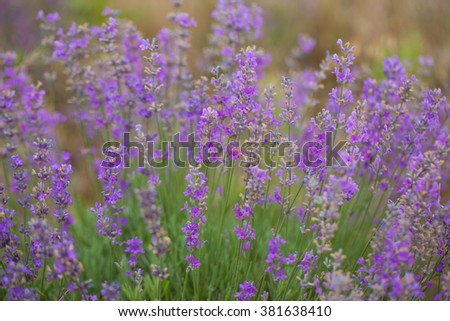 Lavender flowers close up. Nature backgrounds 