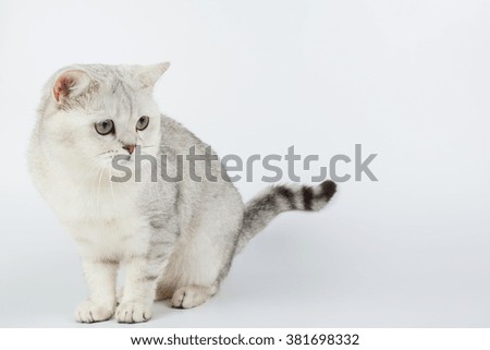 British cat isolated white gray