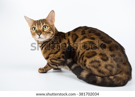 Bengal cat isolated