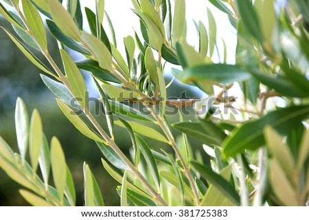 Olives on olive tree branch. Olive tree Royalty-Free Stock Photo #381725383