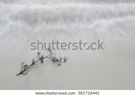 A brushwood of pine on the beach with wave curl on, slow speed shutter to blur the movement of wave.