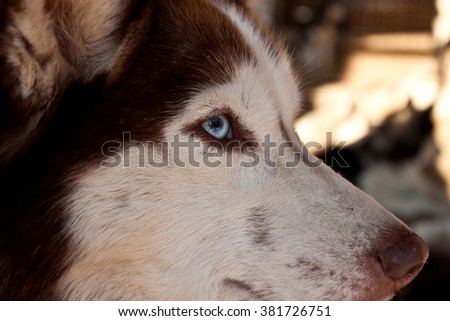 Portrait of husky dog with emphasis on the Blue eyes. In frame one of the eyes,nose, picture of animal done in brown and white. Breed dog  brown and white color and Brown eyeliner around the eyes