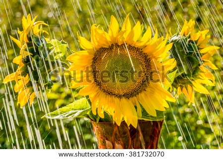 Summer rain and sunflowers