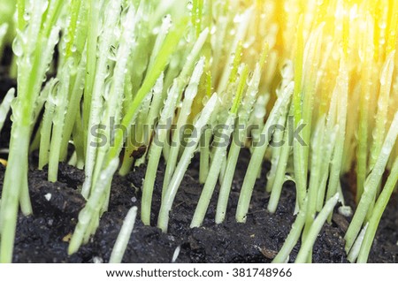 Drops of dew on the beautiful green grass background