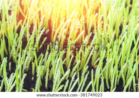 Drops of dew on the beautiful green grass background