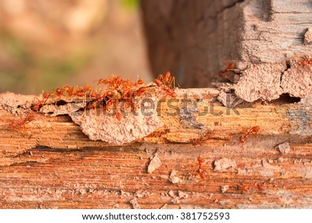 Termites, ants fighting termite on rotten wood, with termite holes.