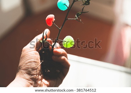 collection of candy growing on dry plant in hand, vivid colors