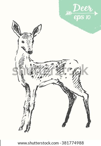 Sketch of a deer, vintage illustration, hand drawn