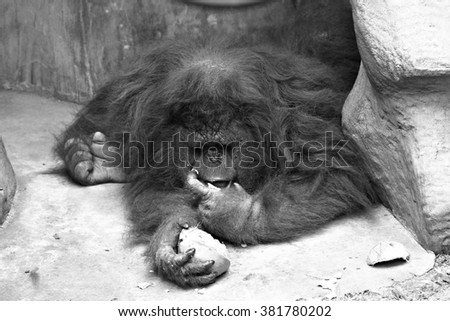 Portrait of a female orangutan Sleeping and eating coconuts on the concrete floor (monochrome)   Royalty-Free Stock Photo #381780202