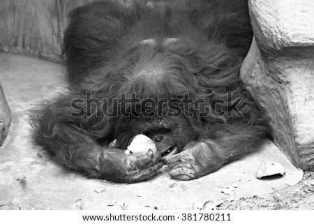 Portrait of a female orangutan Sleeping and eating coconuts on the concrete floor (monochrome)  Royalty-Free Stock Photo #381780211