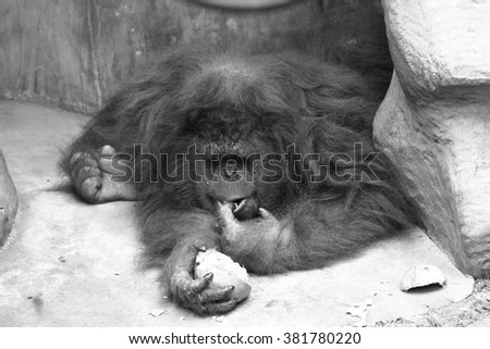 Portrait of a female orangutan Sleeping and eating coconuts on the concrete floor (monochrome)  Royalty-Free Stock Photo #381780220