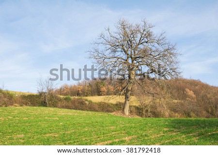 Umbria rural landscape with isolated oak tree.