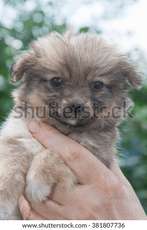 Small brown puppy in the hands of a woman