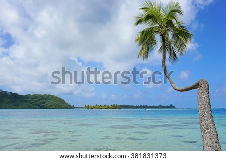 A coconut tree leaning over the lagoon with an islet in background, Huahine island, Pacific ocean, French Polynesia