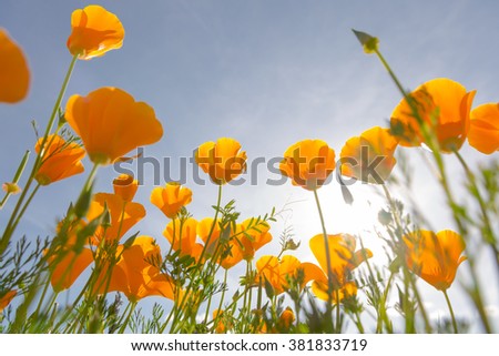 A patch of wild California Poppies basking in the spring sunlight.
