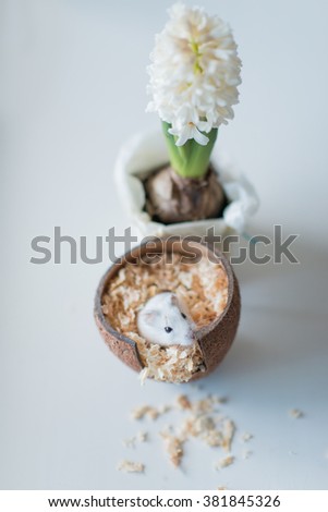 White hyacinth in a pot and the house of the coconut with a hamster