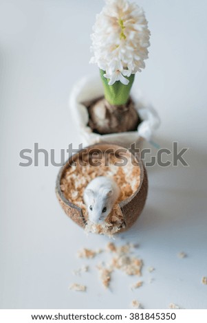 White hyacinth in a pot and the house of the coconut with a hamster
