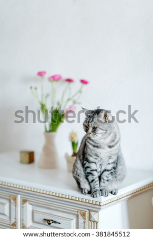 white dresser sits a gray tabby cat British breed and a vase of flowers
