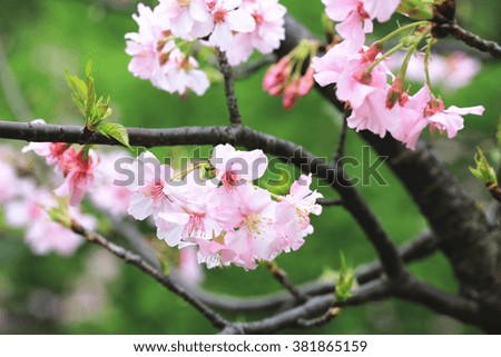 Pink with white cherry blossoms closeup,many beautiful pink flowers blooming in the countryside in spring 