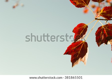 Bright red color autumn leaves. Changing colors. Full frame background.