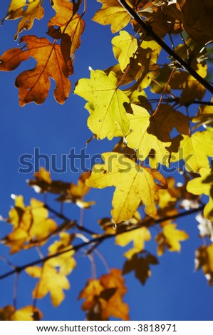 Yellow autumn  leaves