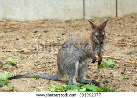 Closeup of a Red-necked Wallaby baby , kangaroo (Macropus rufogriseus)