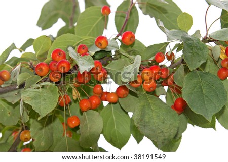Wld crab apple tree bunch isolated on white background