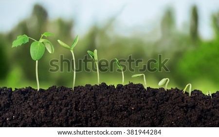 Growing. Royalty-Free Stock Photo #381944284