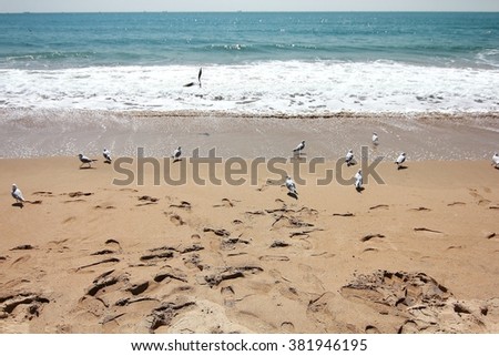 the bird at Haehundae beach in busan south korea