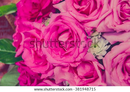 pink rose vintage pastel color style sensitive focus