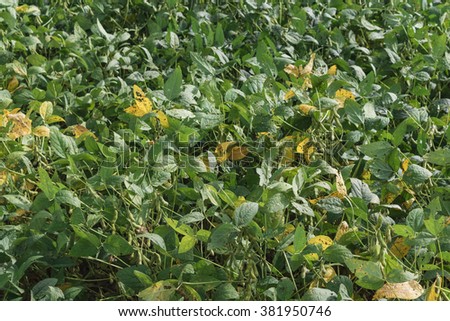 Yellow green soy field plantation at summer day