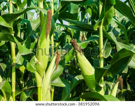 Closeup green Corn cobs growing in the field.