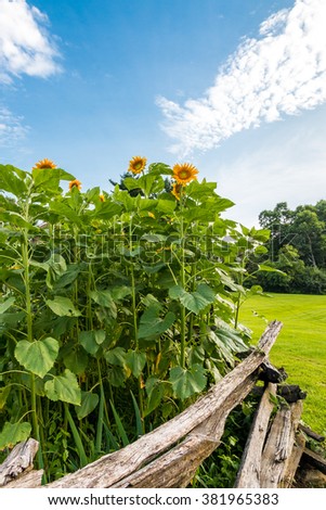 Sunflowers growing behind rustic wooden fence,