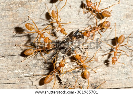 ants teamwork hunting focused of bait's cricket