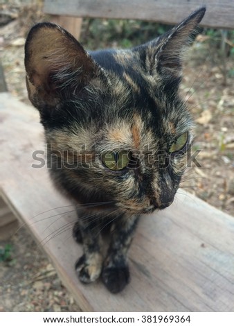 Cat stock photo , image, picture, sitting ,soft, focus