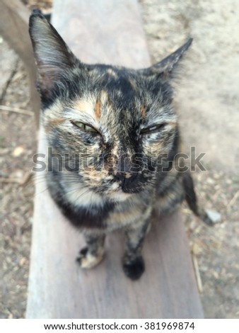 Cat stock photo , image, picture, sitting ,soft, focus